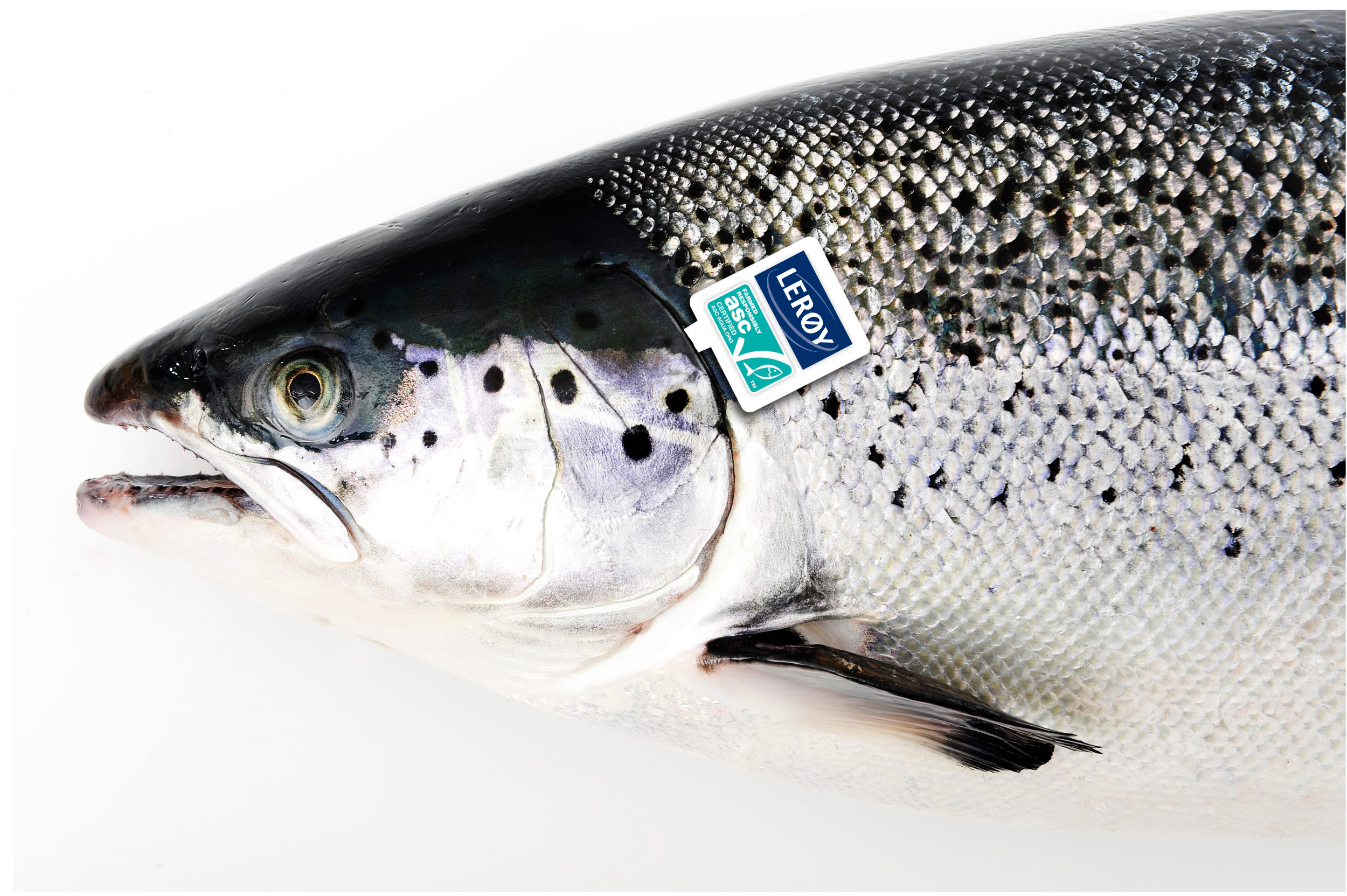 ASC Salmon